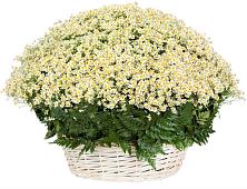 Цветочная композиция из Ромашки в корзине #REPLACE_PRED# Поселке имени Свердлова